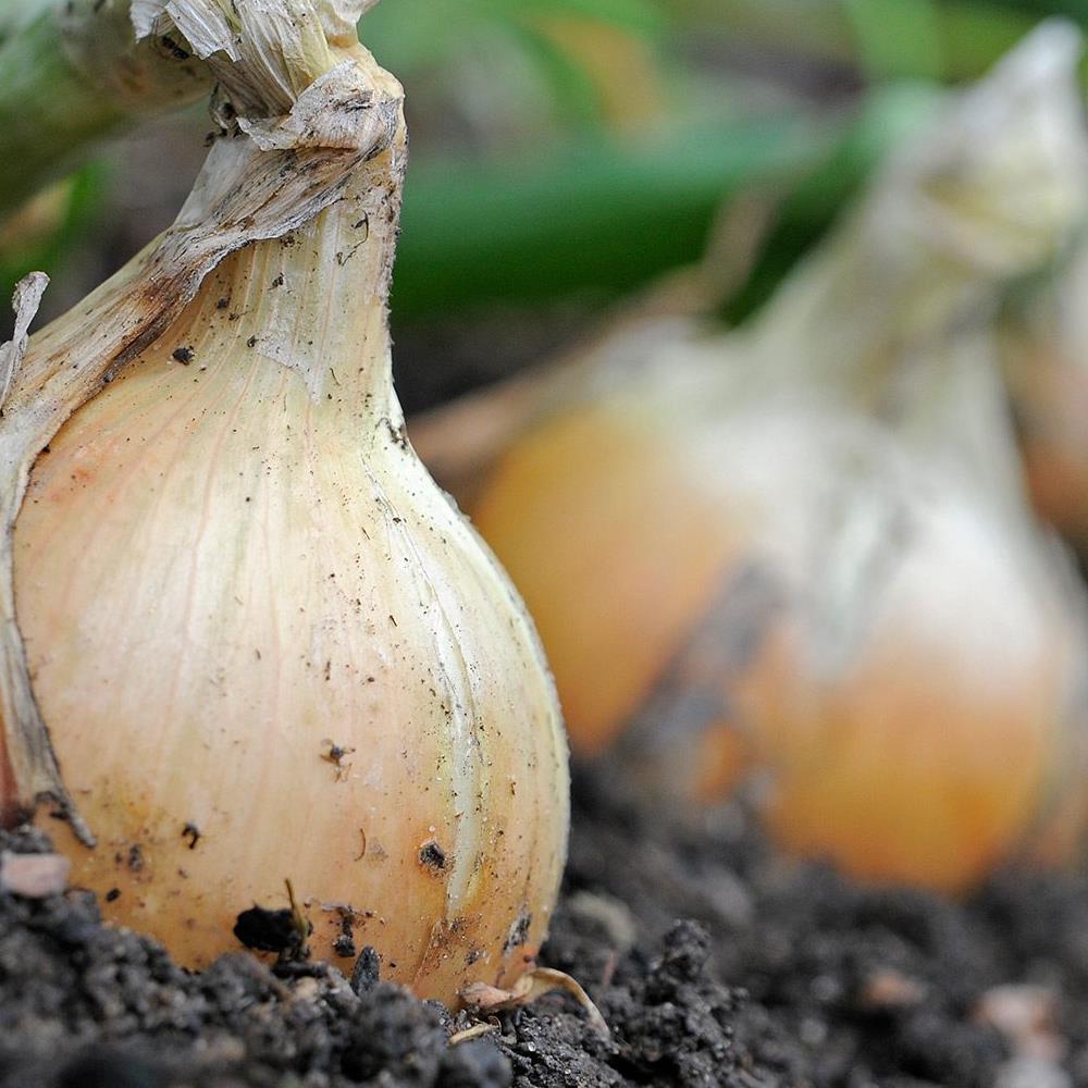 Garlic Onions & Shallots